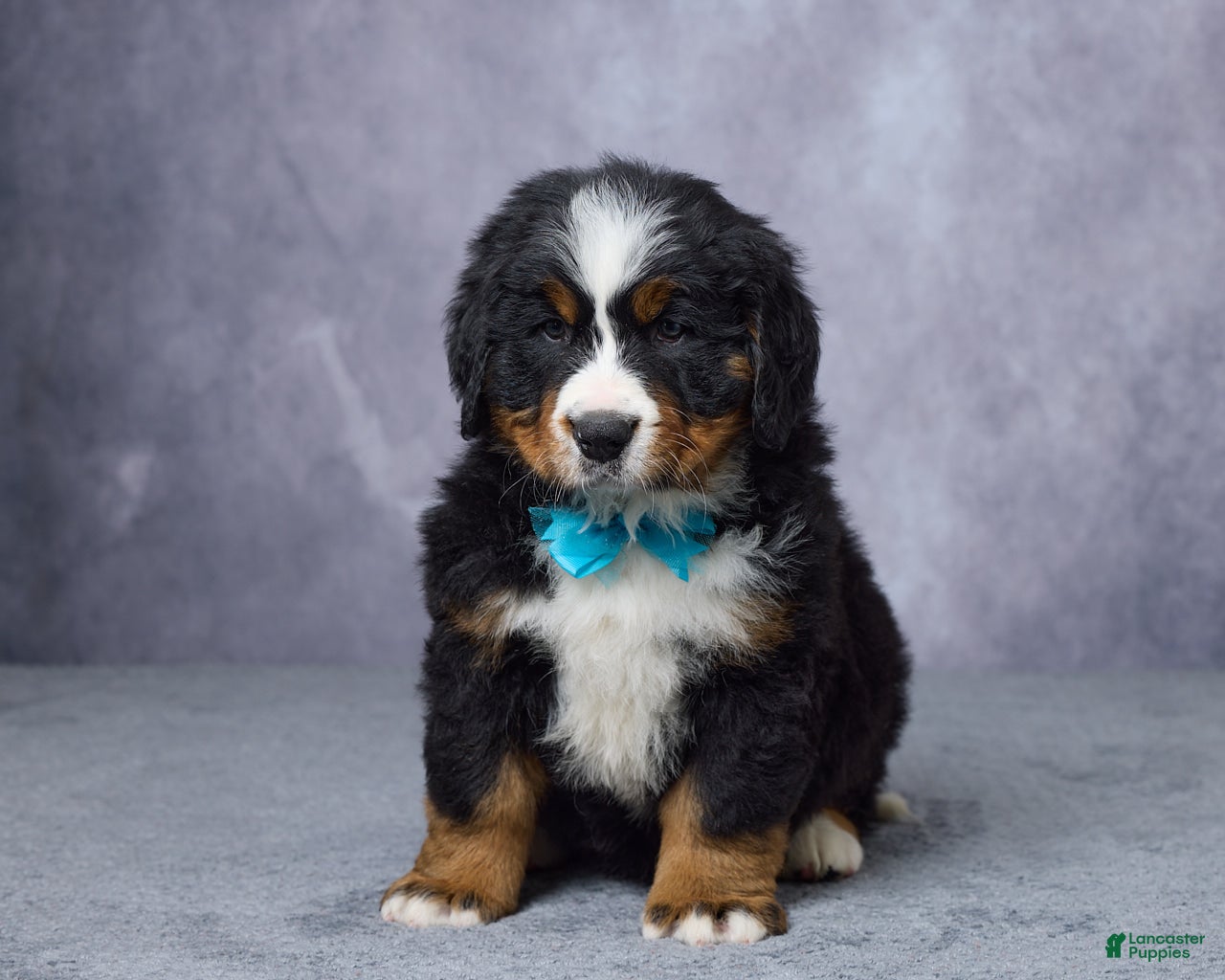 Bernese Mountain Dog dogs for sale: Carson - Ad 1