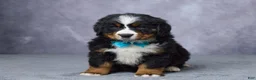 Bernese Mountain Dog dogs for sale: Carson - Ad 1