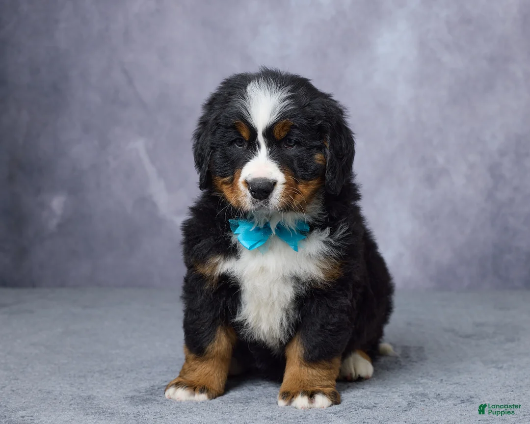 Bernese Mountain Dog dogs for sale: Carson - Ad 1