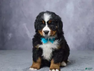 Bernese Mountain Dog dogs for sale: Carson - Ad 1