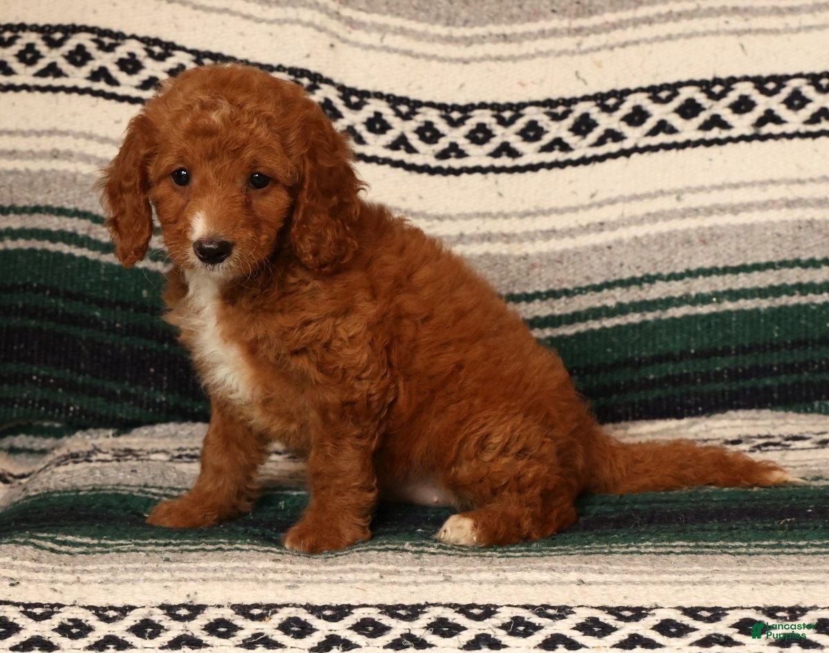 Mini Goldendoodle dogs Mia - Ad 1