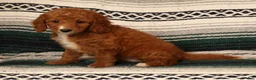 Mini Goldendoodle dogs for sale: Mia - Ad 1