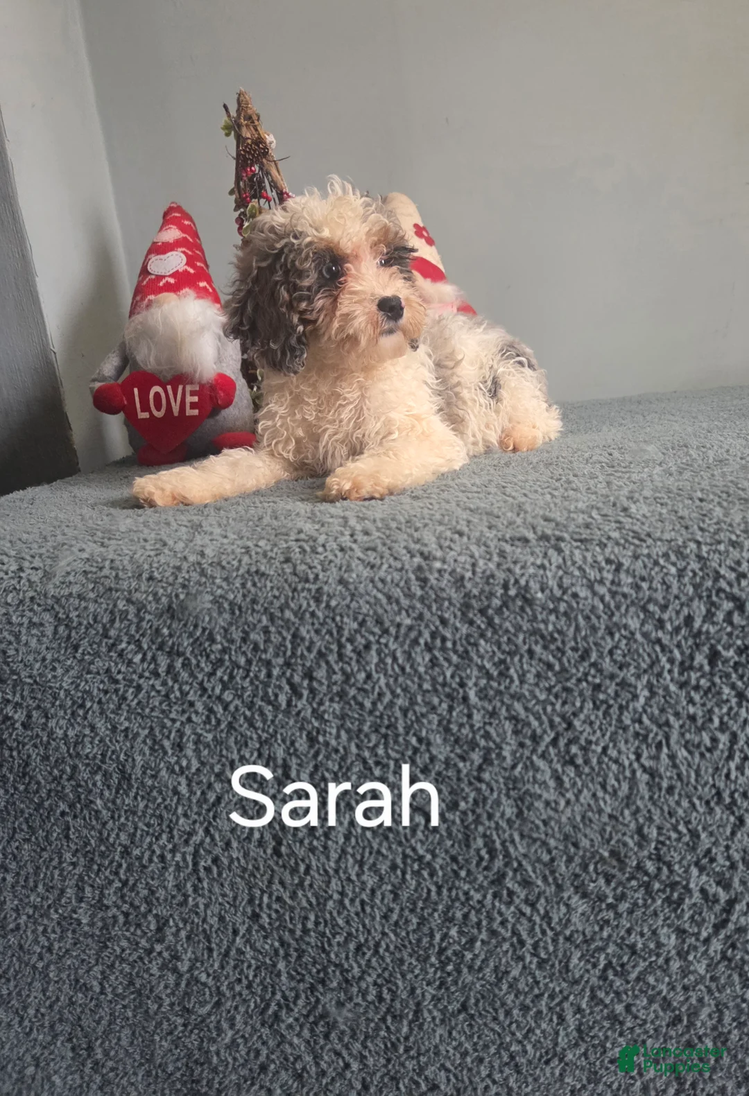 Cockapoo dogs for sale: Sarah - Ad 3