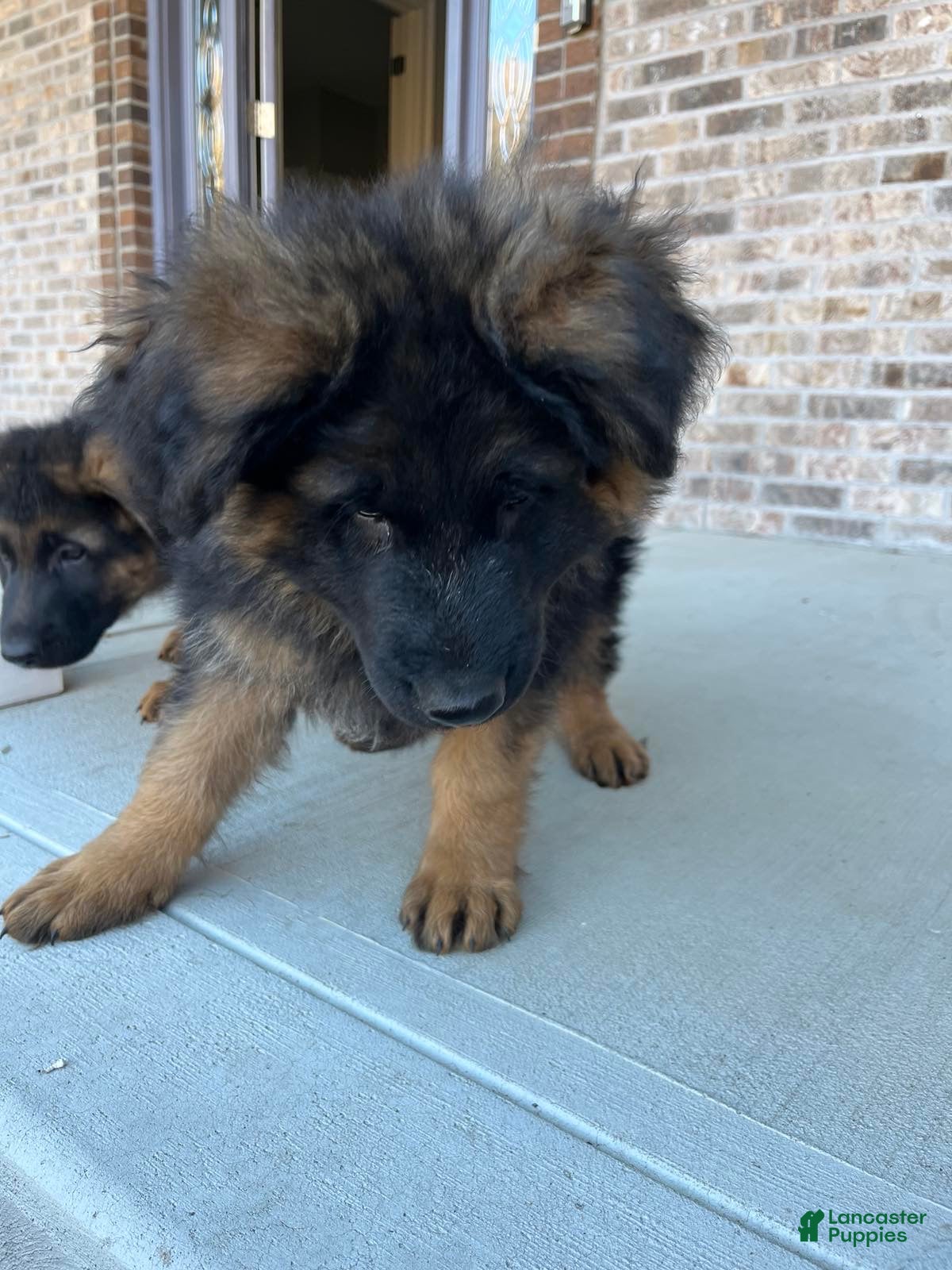 German Shepherd dogs for sale: Milan - Ad 2