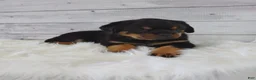 Rottweiler dogs for sale: Roxie  - Ad 5