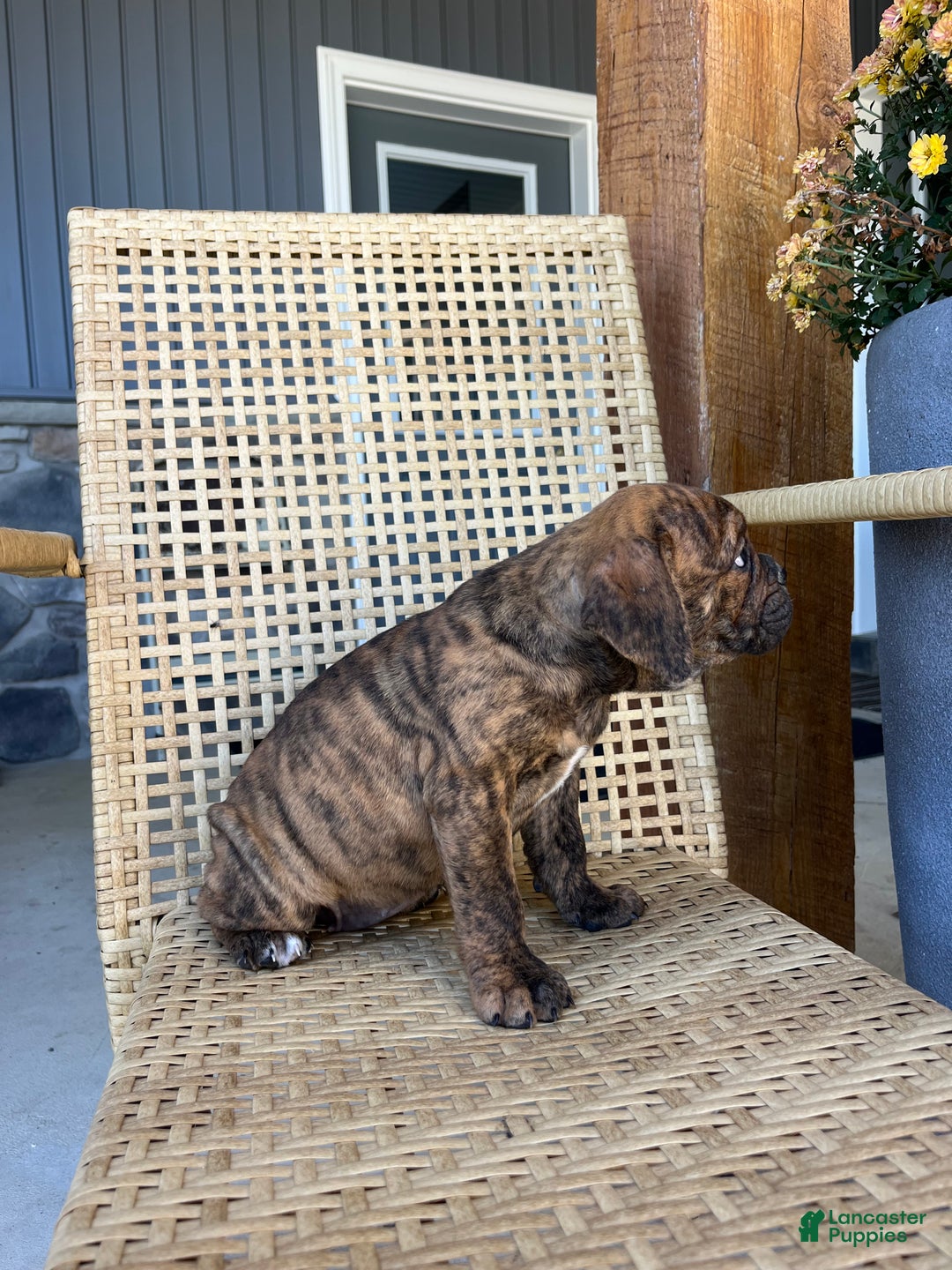 Olde English Bulldogge dogs for sale: Penny - Ad 2