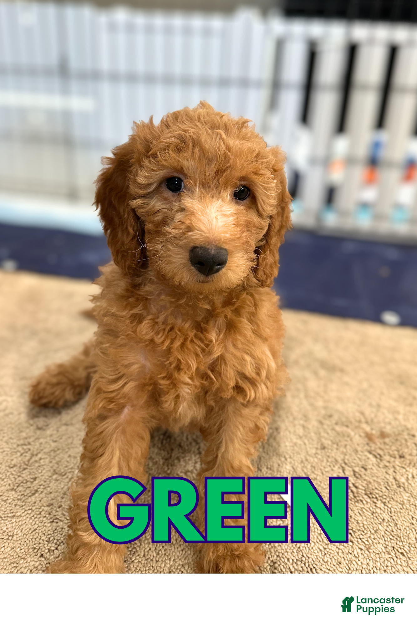 Goldendoodle Puppies for sale in Maryland Lancaster Puppies