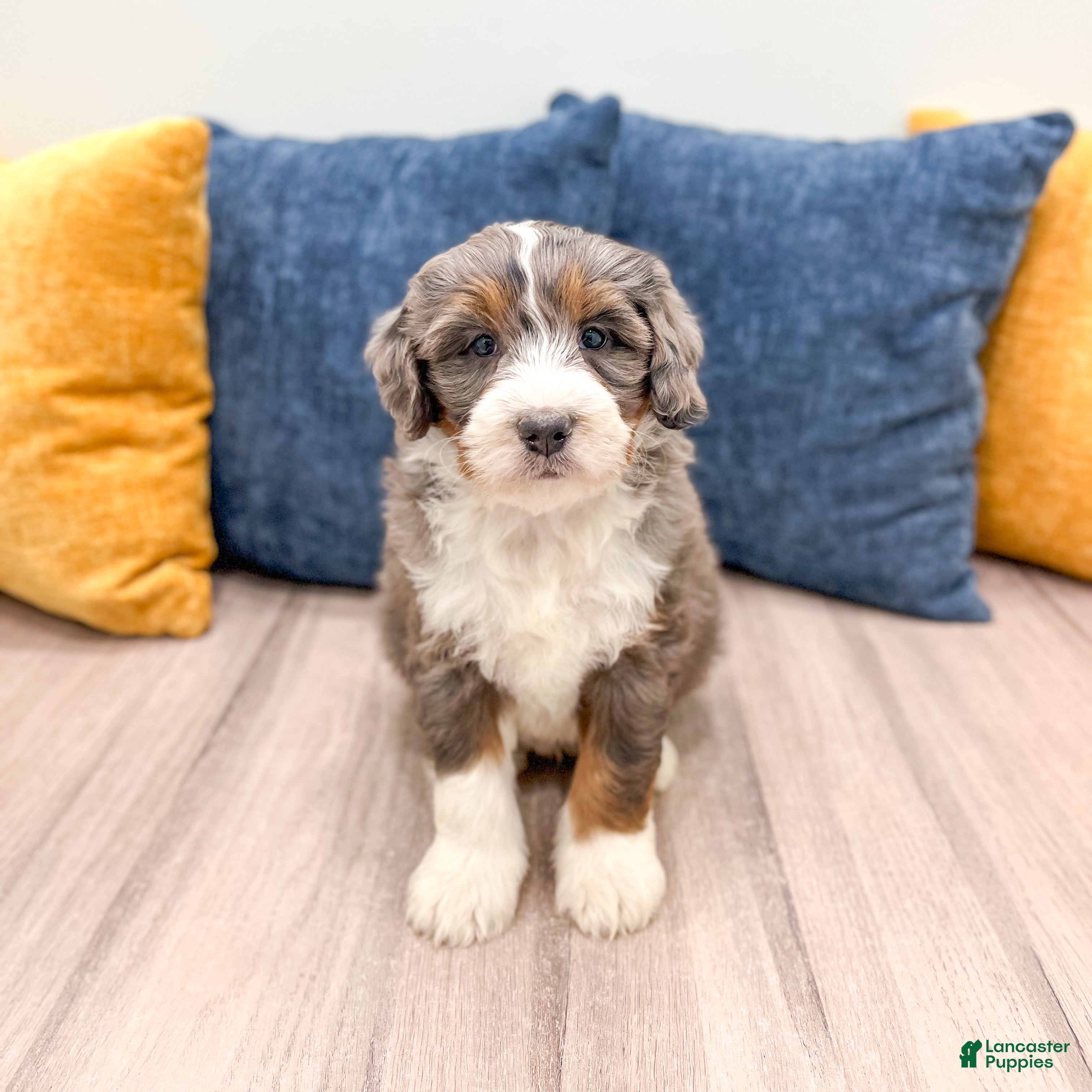 Mini Bernedoodle dogs Axel - Ad 14