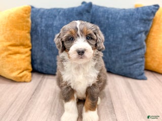 Mini Bernedoodle dogs Axel - Ad 35