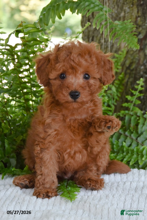 Cockapoo dogs King - Ad 2