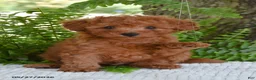 Cockapoo dogs for sale: King - Ad 2