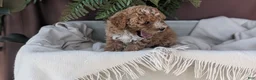 Cockapoo dogs for sale: Heaven - Ad 5
