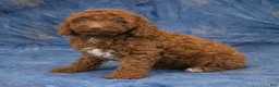 Miniature Poodle dogs for sale: Susie - Ad 2