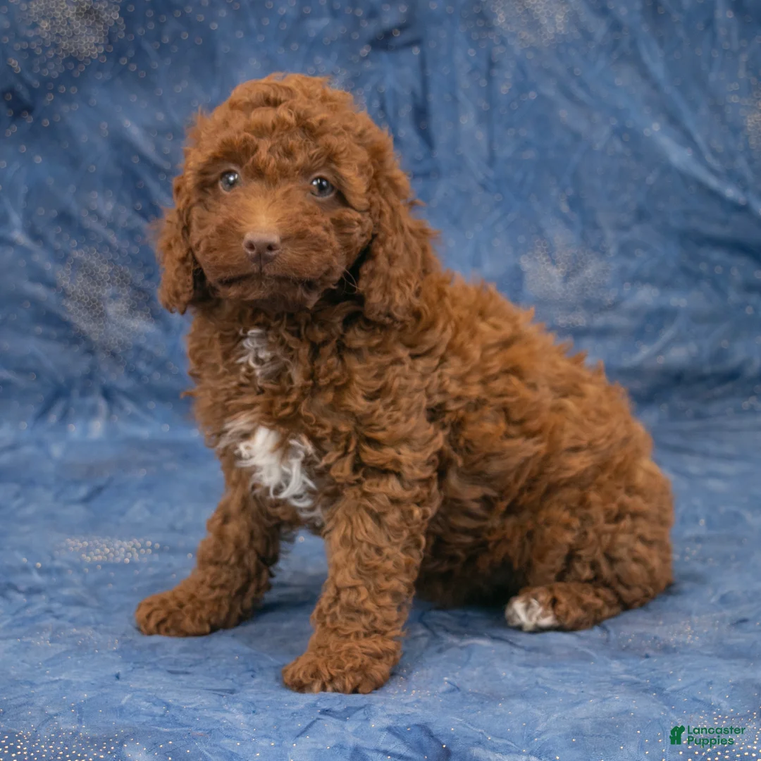 Miniature Poodle dogs for sale: Susie - Ad 2