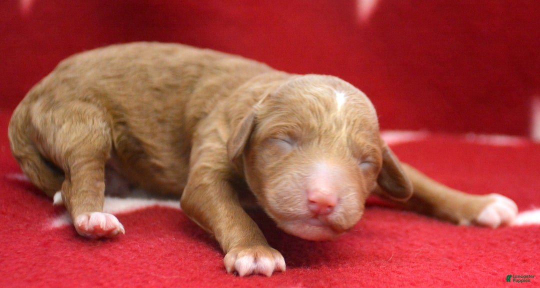 Mini Goldendoodle dogs for sale: Micro Goldendoodle Puppy 4 - Ad 2