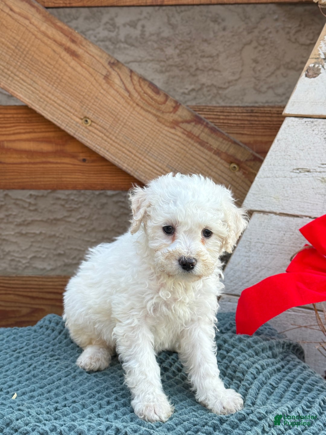 Bichpoo dogs for sale: Audrey - Ad 7