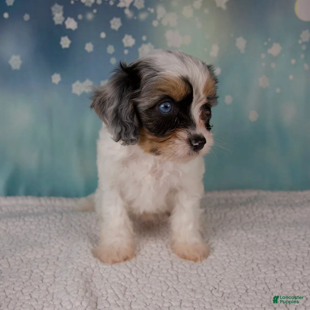 Cavapoo dogs for sale: Mia - Ad 6