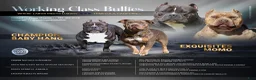 American Bully dogs for sale: Blueberry - Ad 6