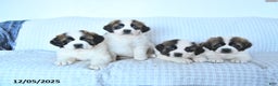 Saint Bernard dogs for sale: Santa   - Ad 3