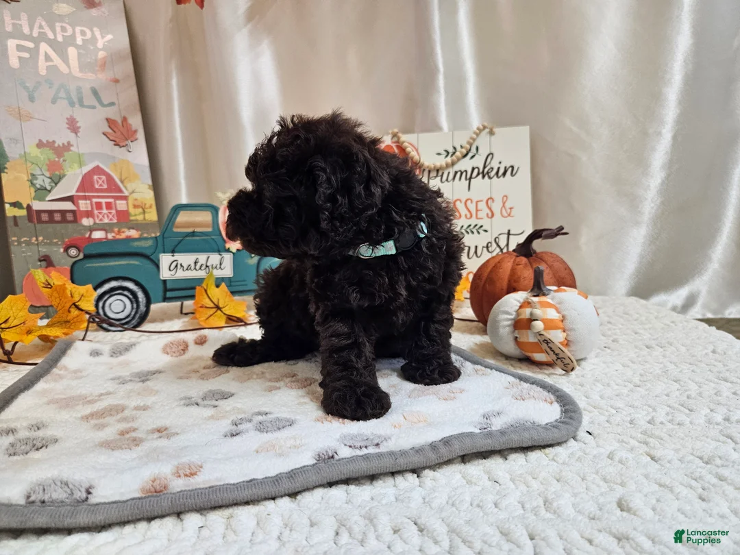 Miniature Poodle dogs for sale: Armstrong J. - Ad 2
