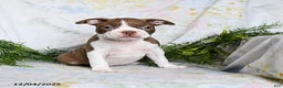Boston Terrier dogs for sale: Benny - Ad 3