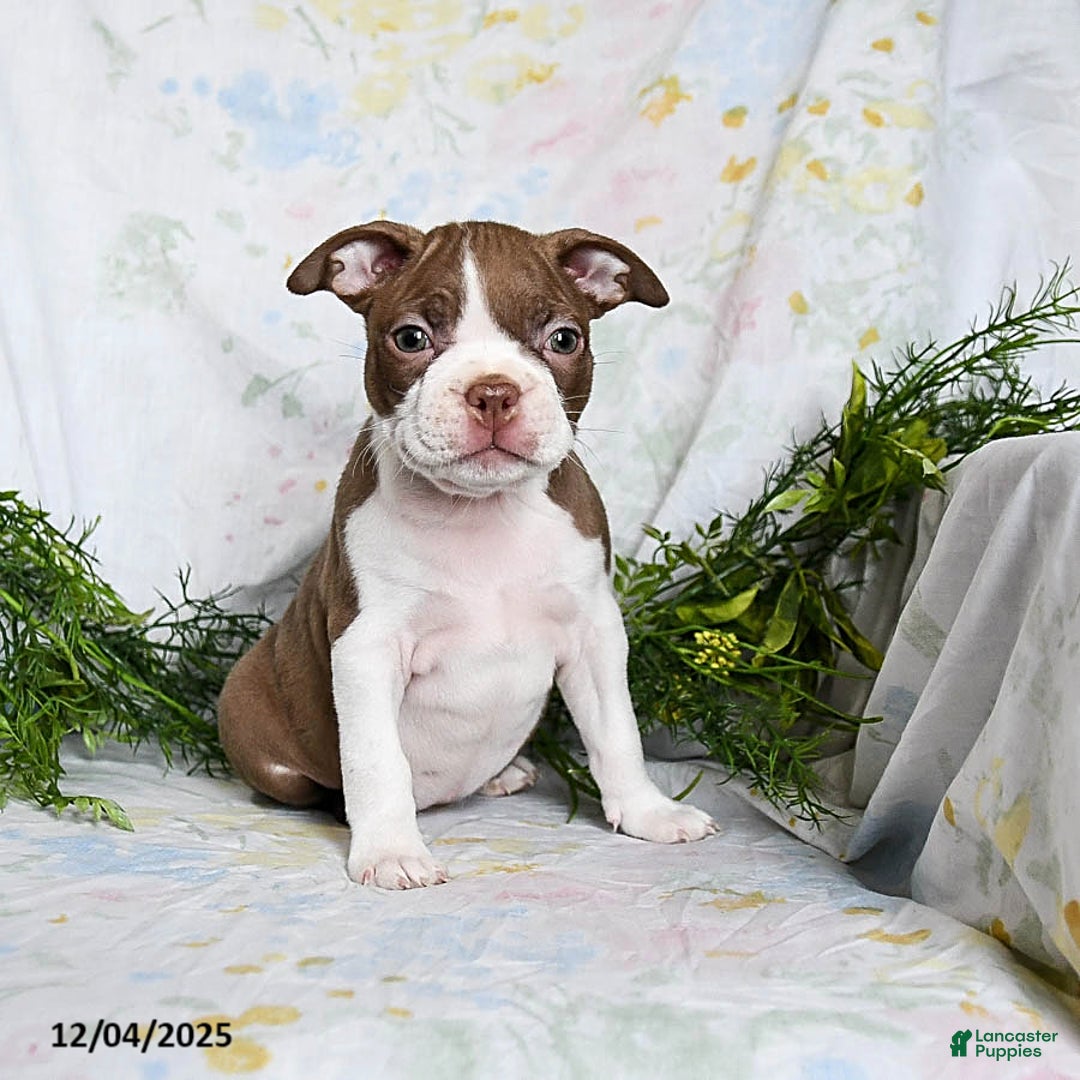 Boston Terrier dogs for sale: Benny - Ad 3