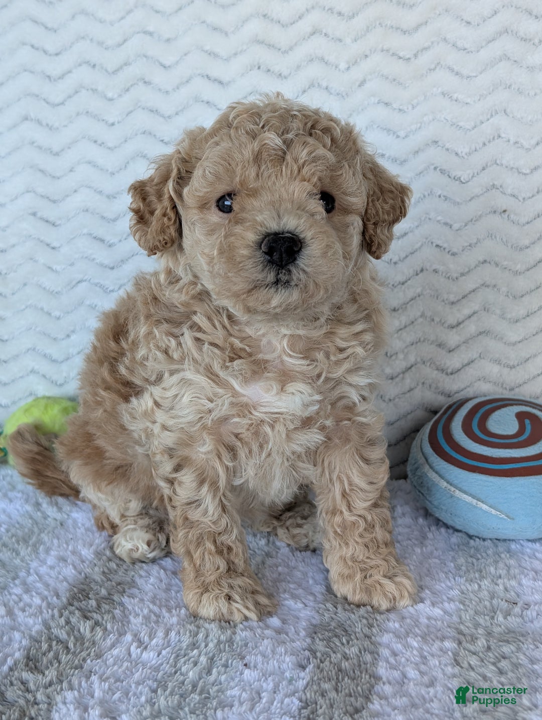 Bichpoo dogs for sale: Darla - Ad 20