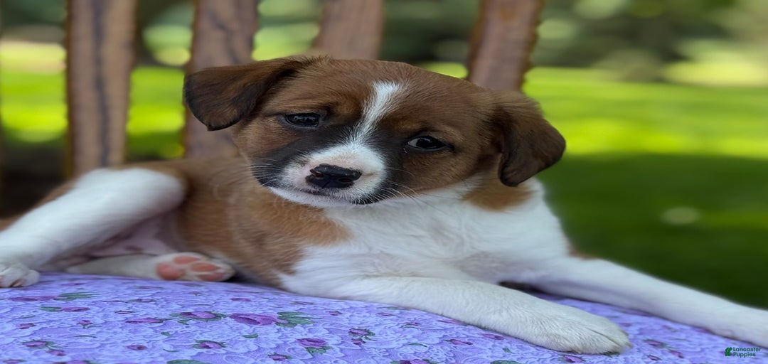 Gallery Image {{count}}