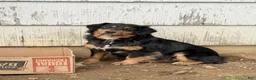Australian Shepherd dogs for sale: Australian Shepherd 7 - Ad 5