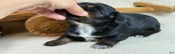 Miniature Dachshund dogs for sale: Black girl - Ad 13