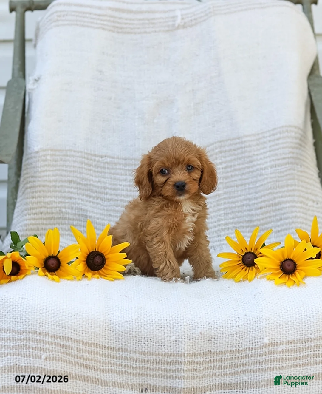 Cavapoo dogs for sale: Kyler - Ad 1