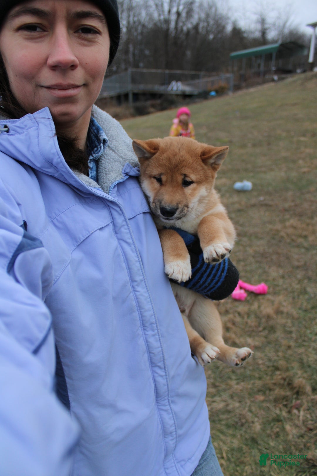 Shiba Inu dogs for sale: Ornament  - Ad 1