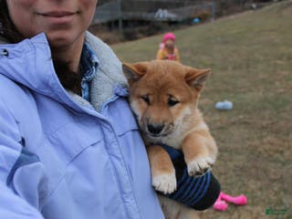 Shiba Inu dogs Ornament - Ad 24