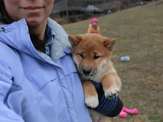 Shiba Inu dogs Ornament - Ad 37