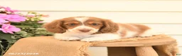 Dachshund dogs for sale: Tanner - Ad 3