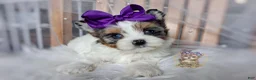 Morkie dogs for sale: Rare Blue Eyed Sina - Ad 3