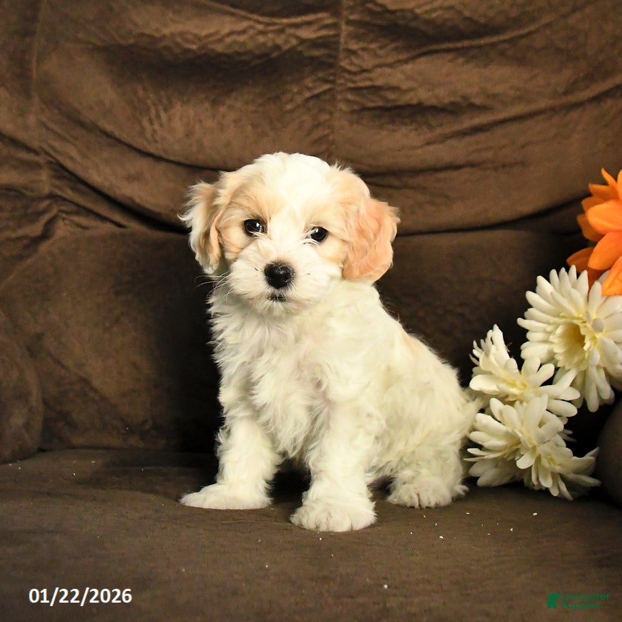 Maltipoo dogs Missie - Ad 36