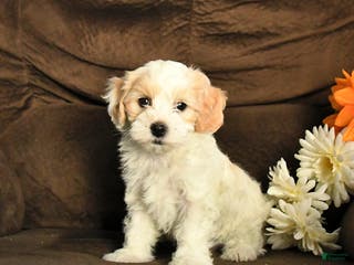 Maltipoo dogs Missie - Ad 36