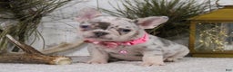 French Bulldog dogs for sale: Diamond - Ad 4