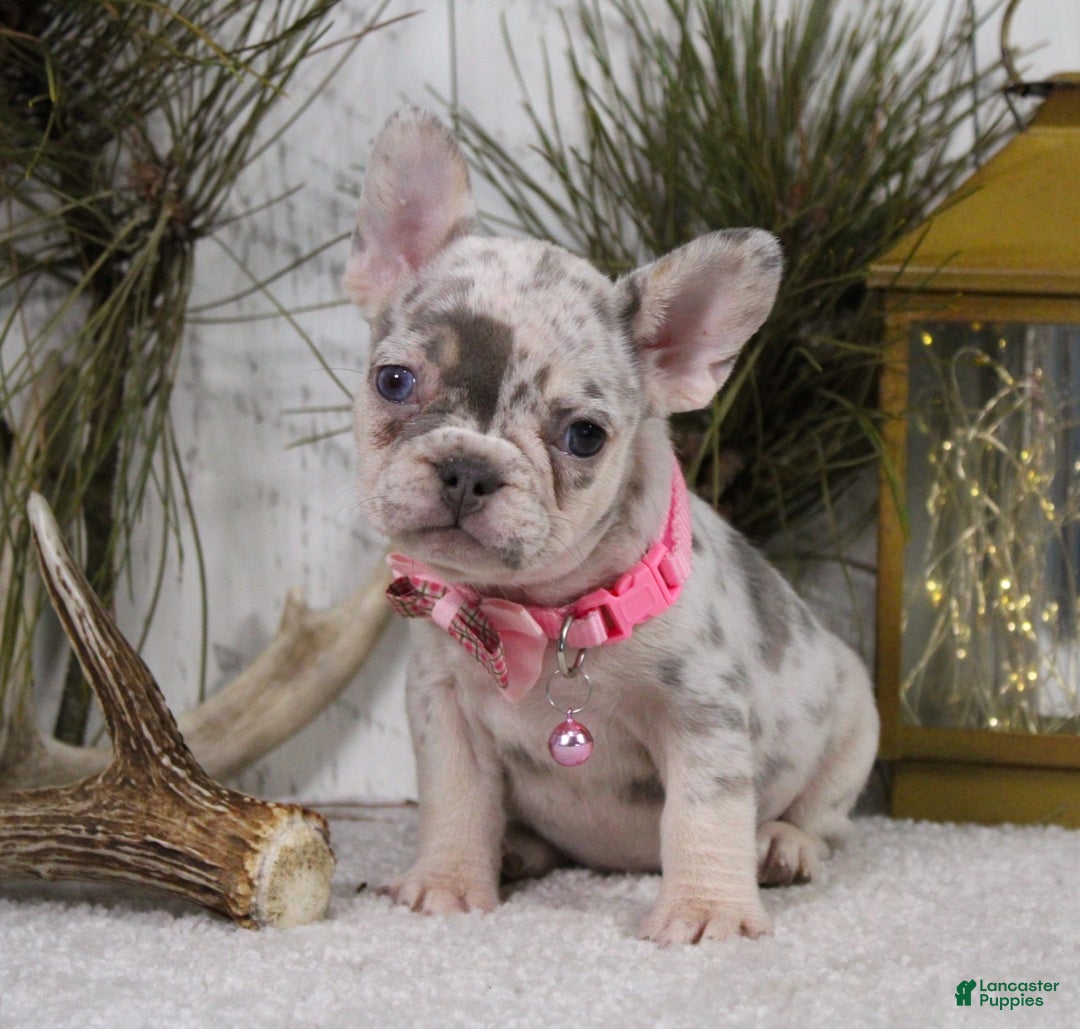 French Bulldog dogs for sale: Diamond - Ad 4
