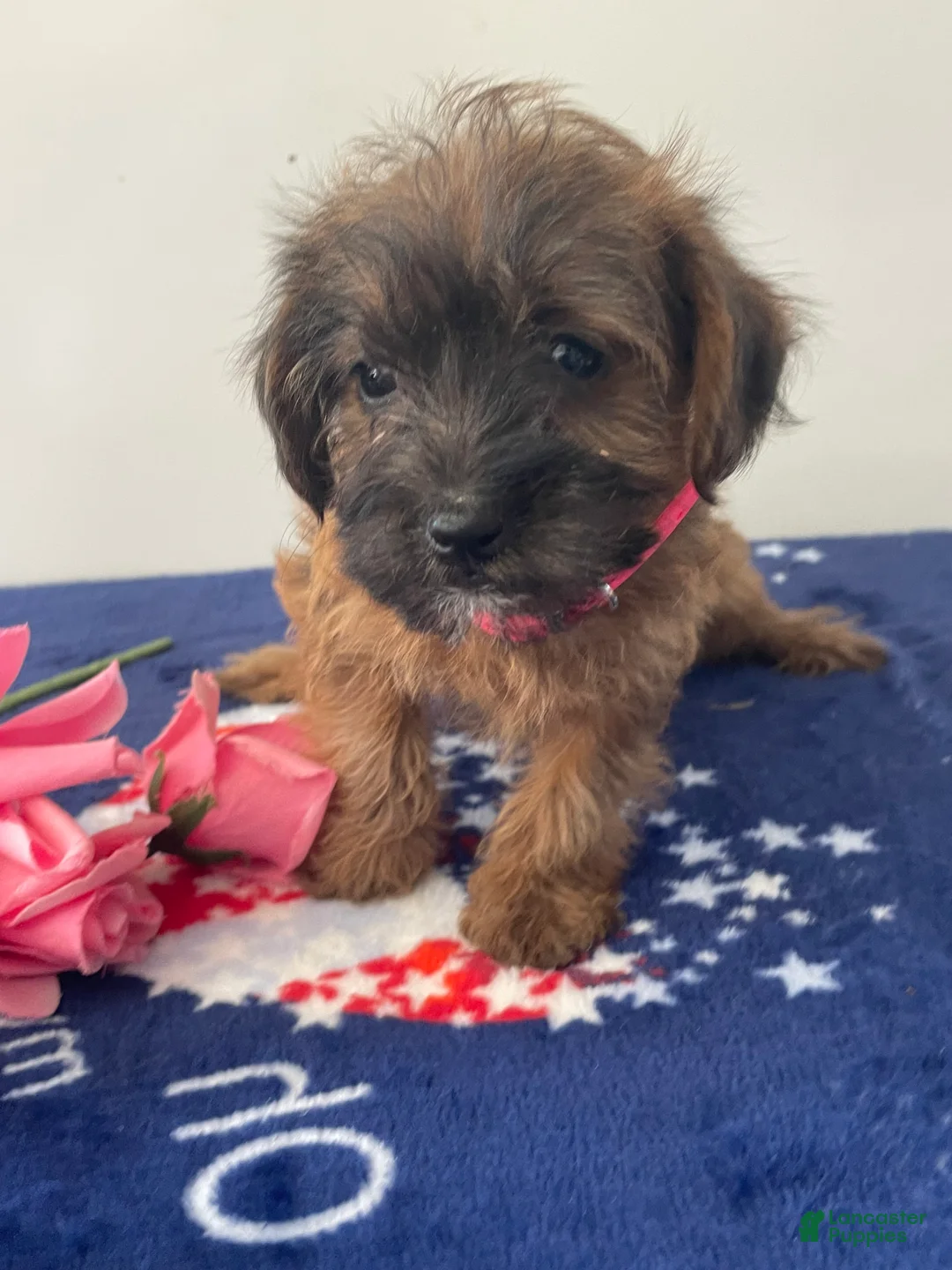 Jackapoo dogs for sale: Jamie - Ad 1