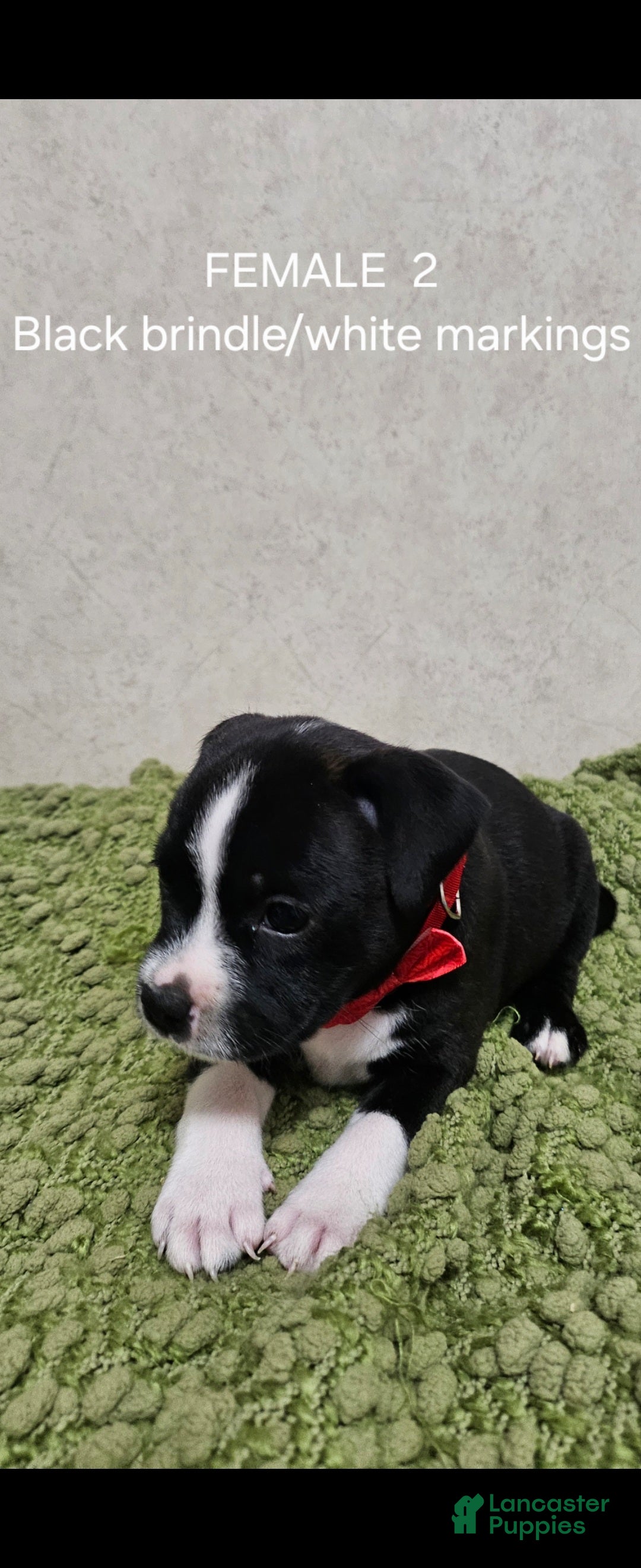 Staffordshire Bull Terrier dogs Staffordshire Bull Terrier 6 - Ad 4
