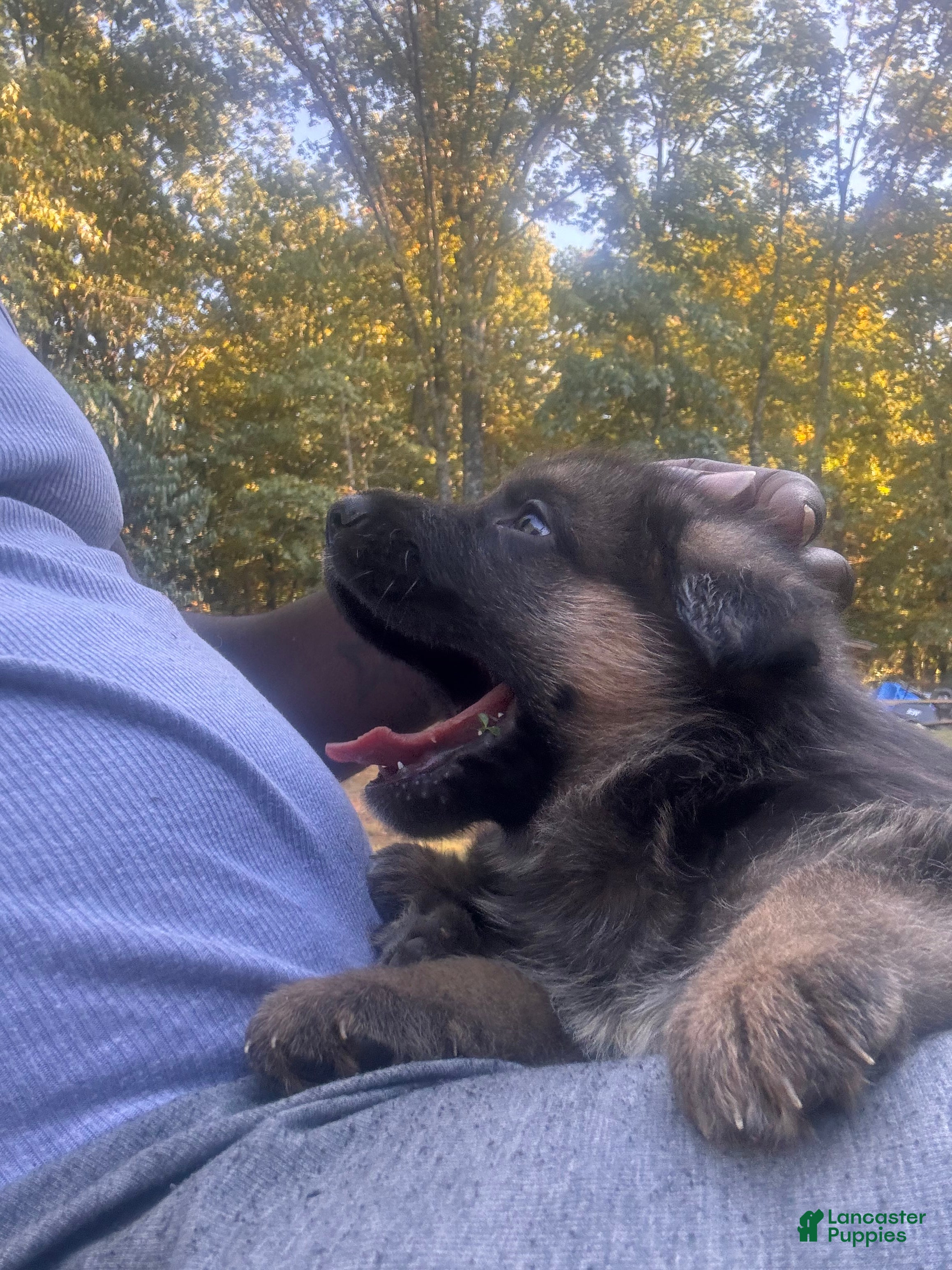 German Shepherd dogs German Shepherd Puppy 2 - Ad 19