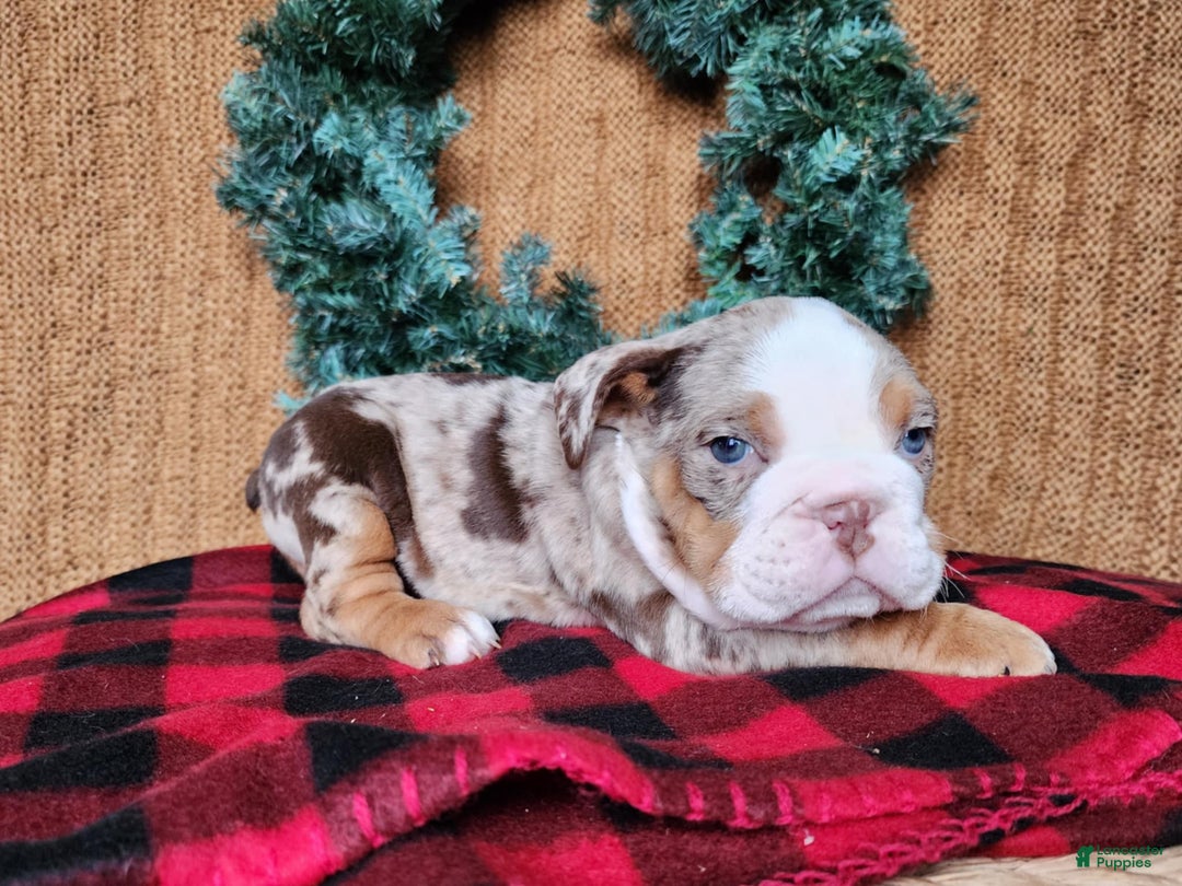 English Bulldog dogs for sale: Fletch - Ad 18