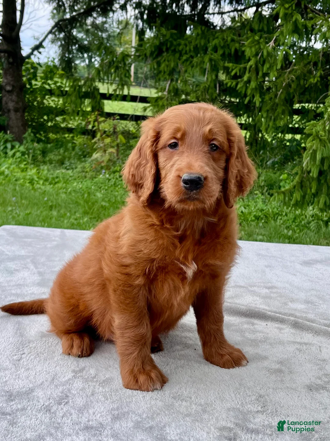 Goldendoodle dogs for sale: Fortune medium sized - Ad 1