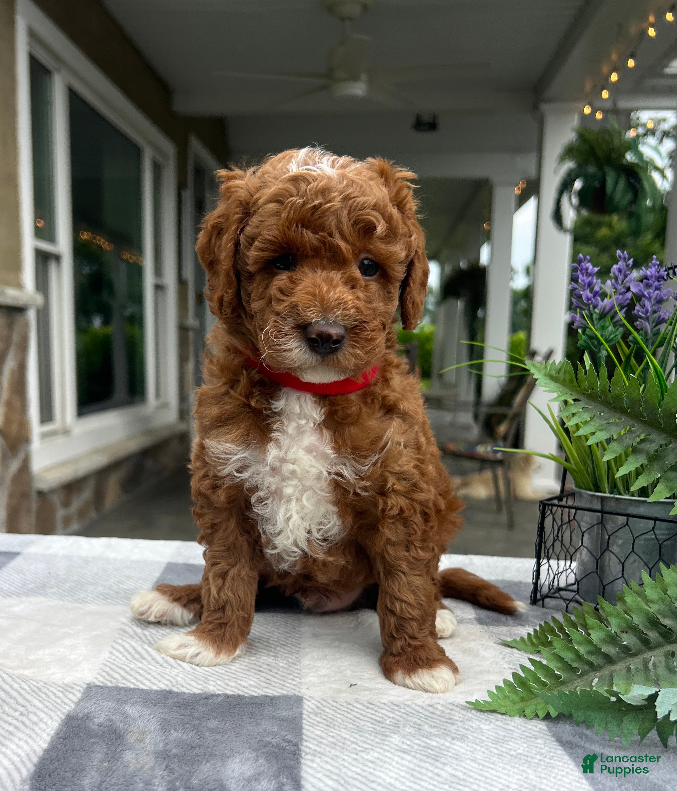 Mini Goldendoodle dogs Cooper - Ad 1