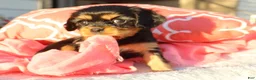 Cavalier King Charles Spaniel dogs for sale: Luna - Ad 4