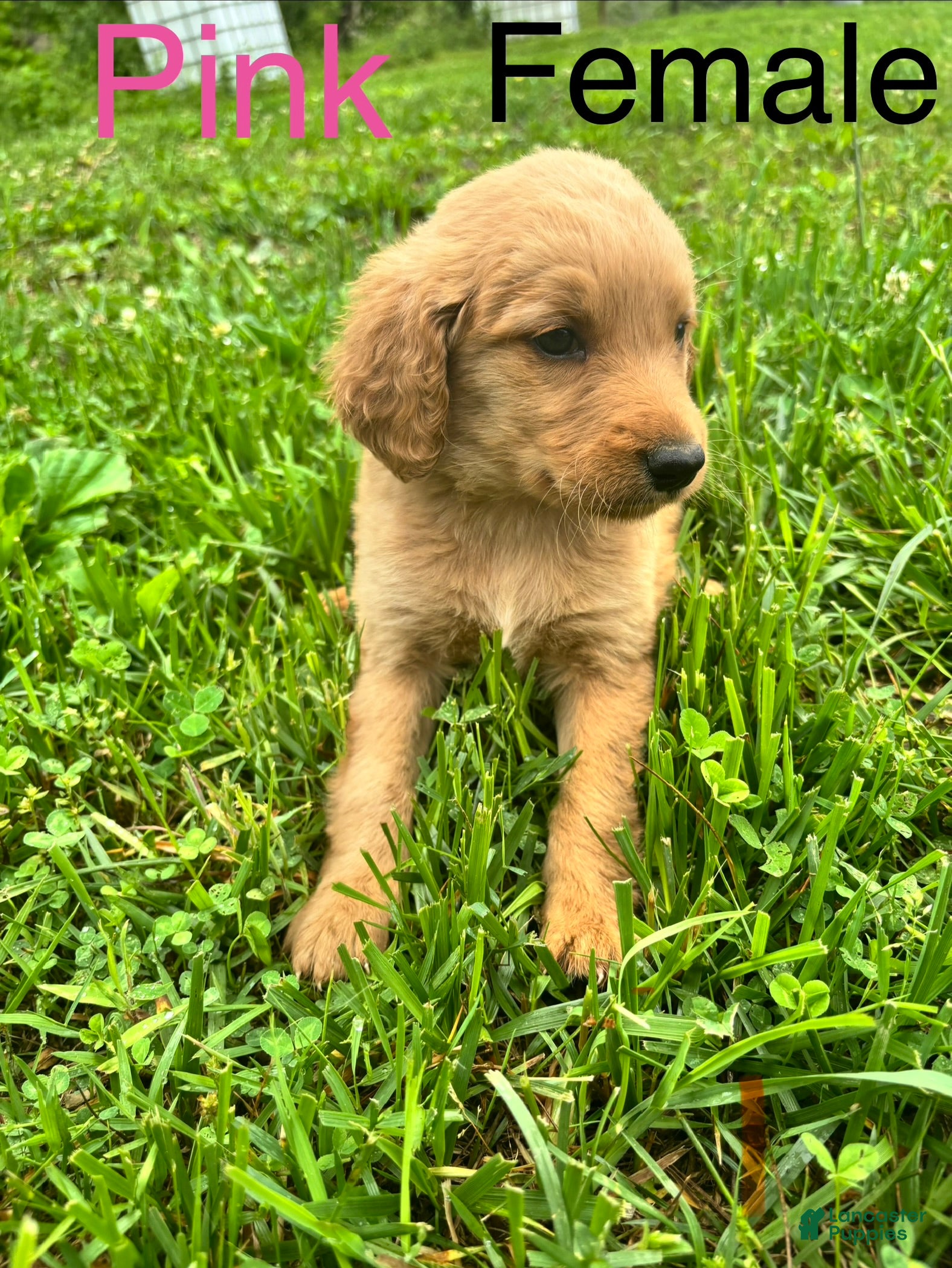 Bernedoodle dogs Bernedoodle Puppy 7 - Ad 1
