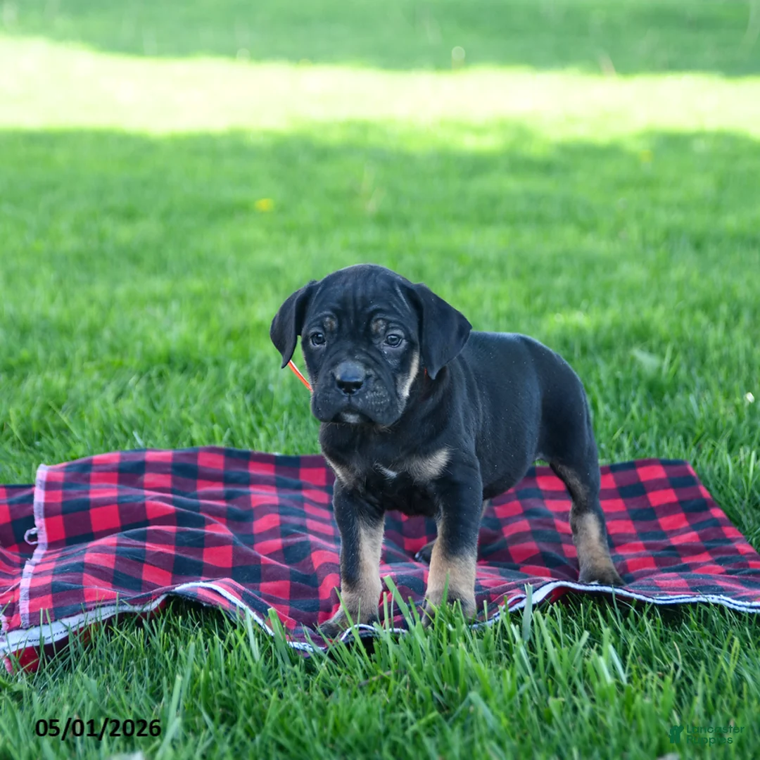 Cane Corso dogs for sale: Iris - Ad 2