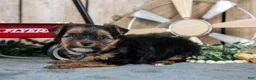 Yorkshire Terrier dogs for sale: Haley - Ad 1
